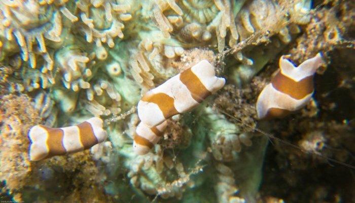 Baby Unknown Nudibranchs